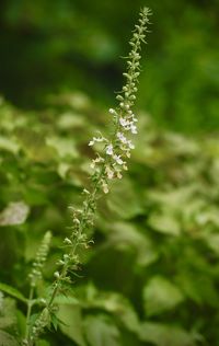 plant