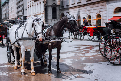 Rear view of horses on road