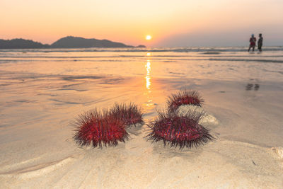 Scenic view of beach during sunset