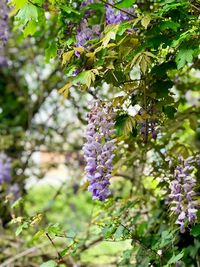 Close-up of purple flowering plants