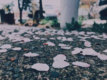 Close-up surface level of dry leaves