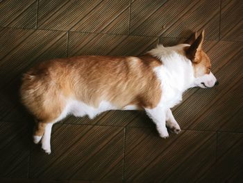 High angle view of cat lying on floor