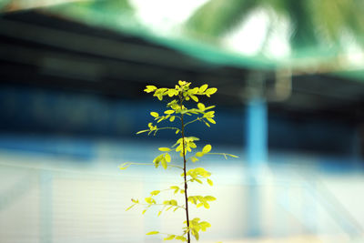 Close-up of yellow flower