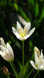 Close-up of white flowers blooming outdoors