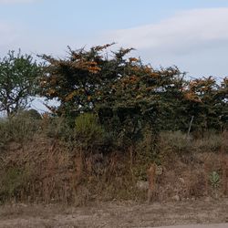 Trees on field against sky