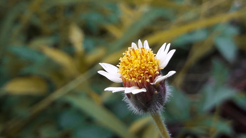 Close-up of yellow flower