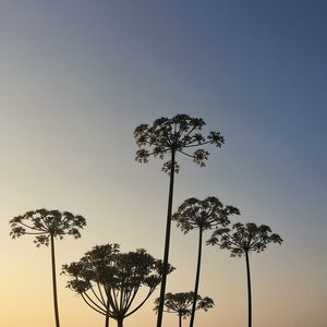 Low angle view of silhouette palm trees against clear sky