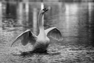 Swan swimming in lake