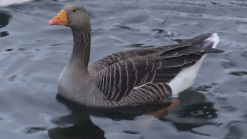 Birds in calm lake