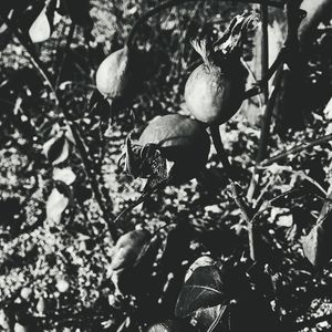 Close-up of leaves on tree