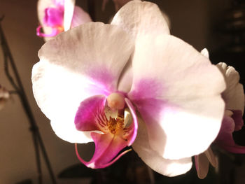 Close-up of pink orchid flower