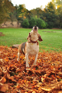 Dog looking away on field