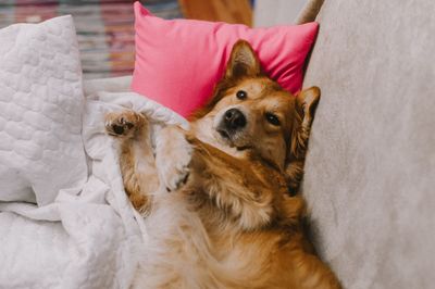 High angle view of dog relaxing on bed at home