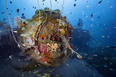 Fish swimming in sea