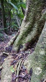 Moss growing on tree trunk