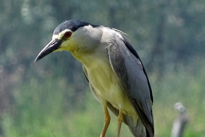 Close-up of gray heron