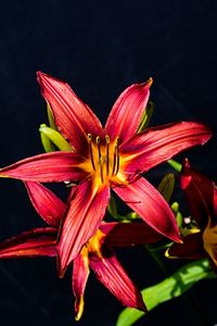 Close-up of day lily blooming against black background