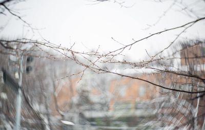 Close-up of bare branches against sky