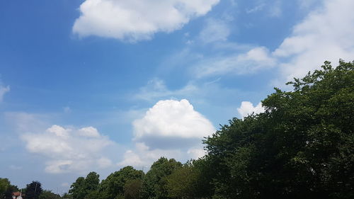 Low angle view of trees against sky