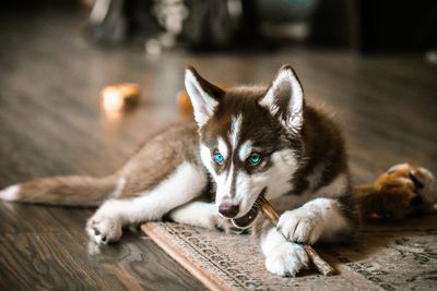 Dog playing with stick while lying down on floor