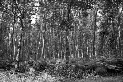 Trees growing in forest