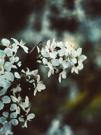 Close-up of cherry blossoms in spring