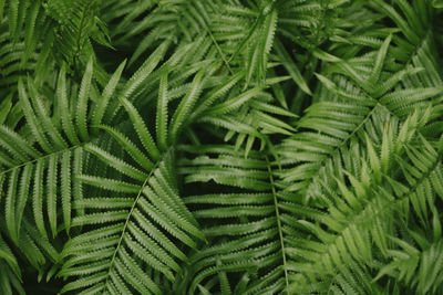 Close-up of green leaves high angle view