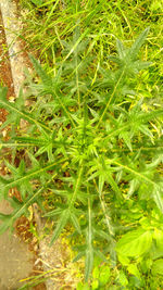 High angle view of plants growing on land