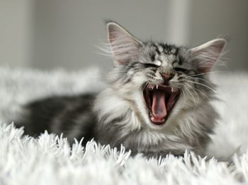 Close-up of cat yawning at home