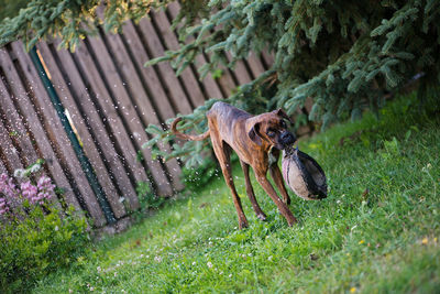 Cute boxer-dog playing ball outdoor