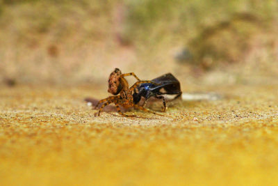 Close-up of fly on land