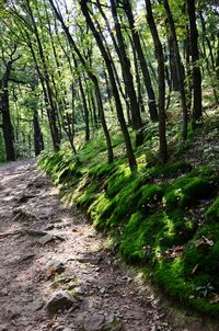 Trees in forest