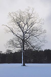 Bare tree on snow covered landscape