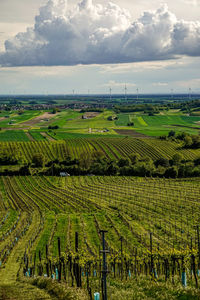 Scenic view of agricultural field against sky