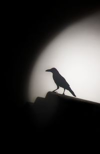 Low angle view of silhouette bird perching on pole