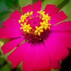 Close-up of pink flower