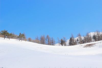 Trees on snow covered land against clear blue sky