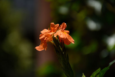 Close-up of orange flowering plant