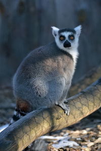 Close-up portrait of lemur sitting on tree