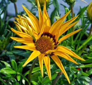 Close-up of yellow flower