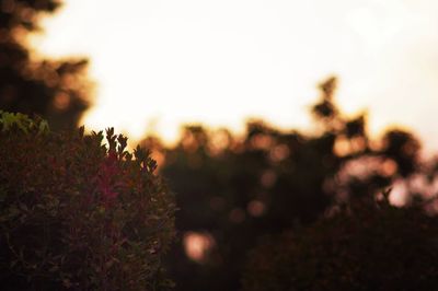 Close-up of flowers against sky at sunset