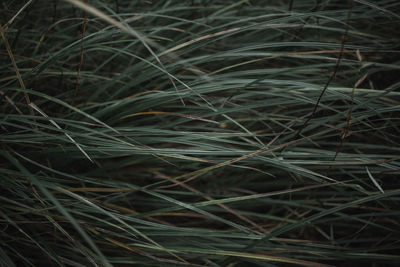 Full frame shot of grass