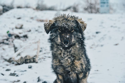 Portrait of a dog on snow covered field