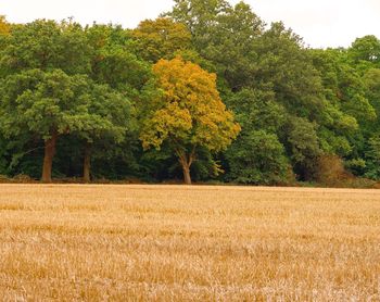 Trees on field during autumn