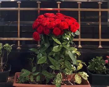 Close-up of red rose bouquet on potted plant