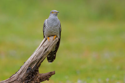 Close-up of bird perching on tree