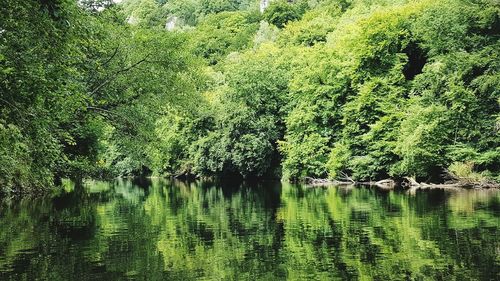 Scenic view of lake in forest