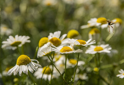 Close-up of yellow flowering plant