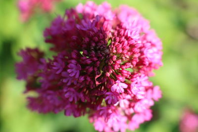 Close-up of pink flowers