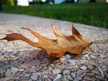 Close-up of dry autumn leaf